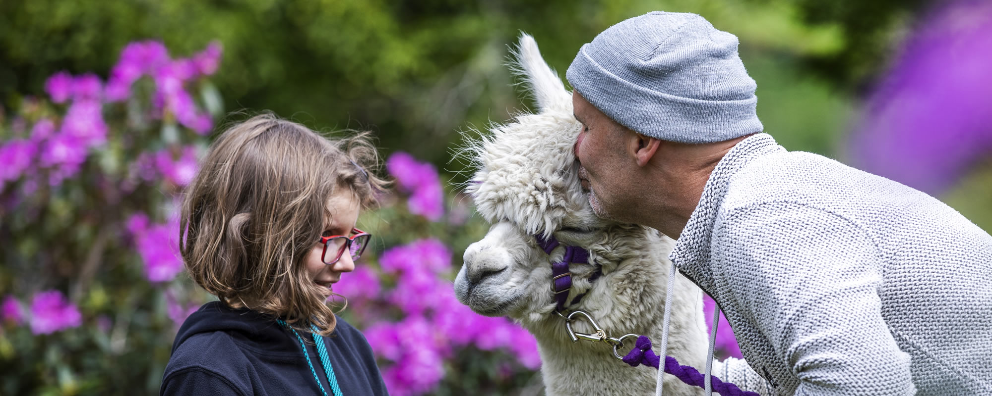Alpaca trekking in Galloway, Scotland