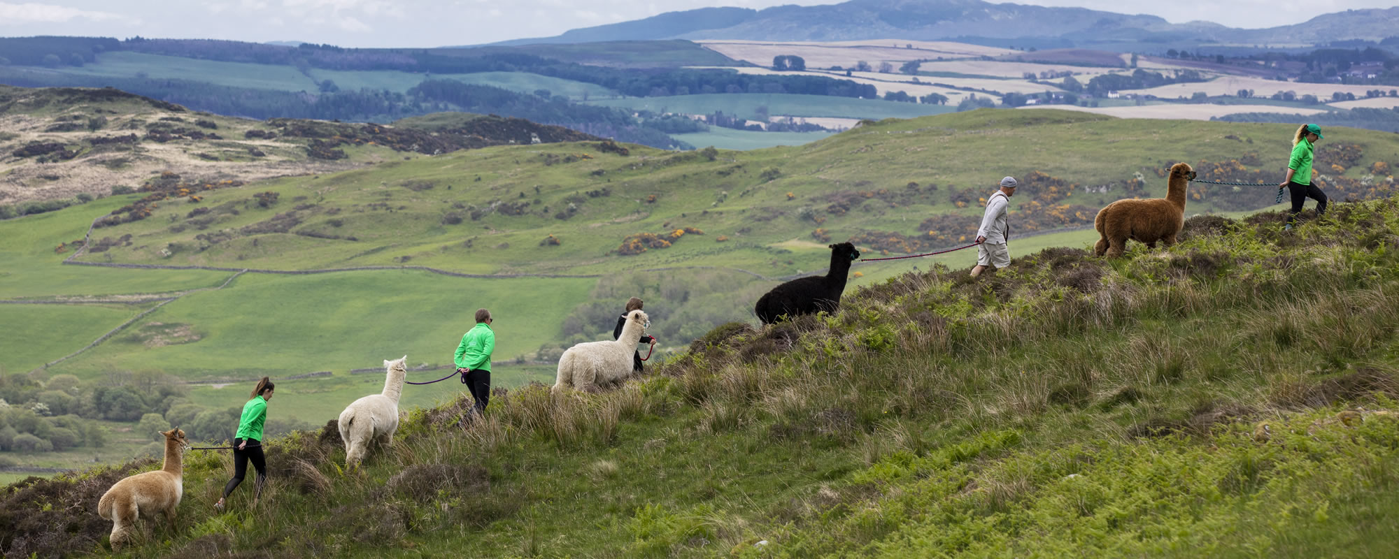 Alpaca trekking in Galloway, Scotland