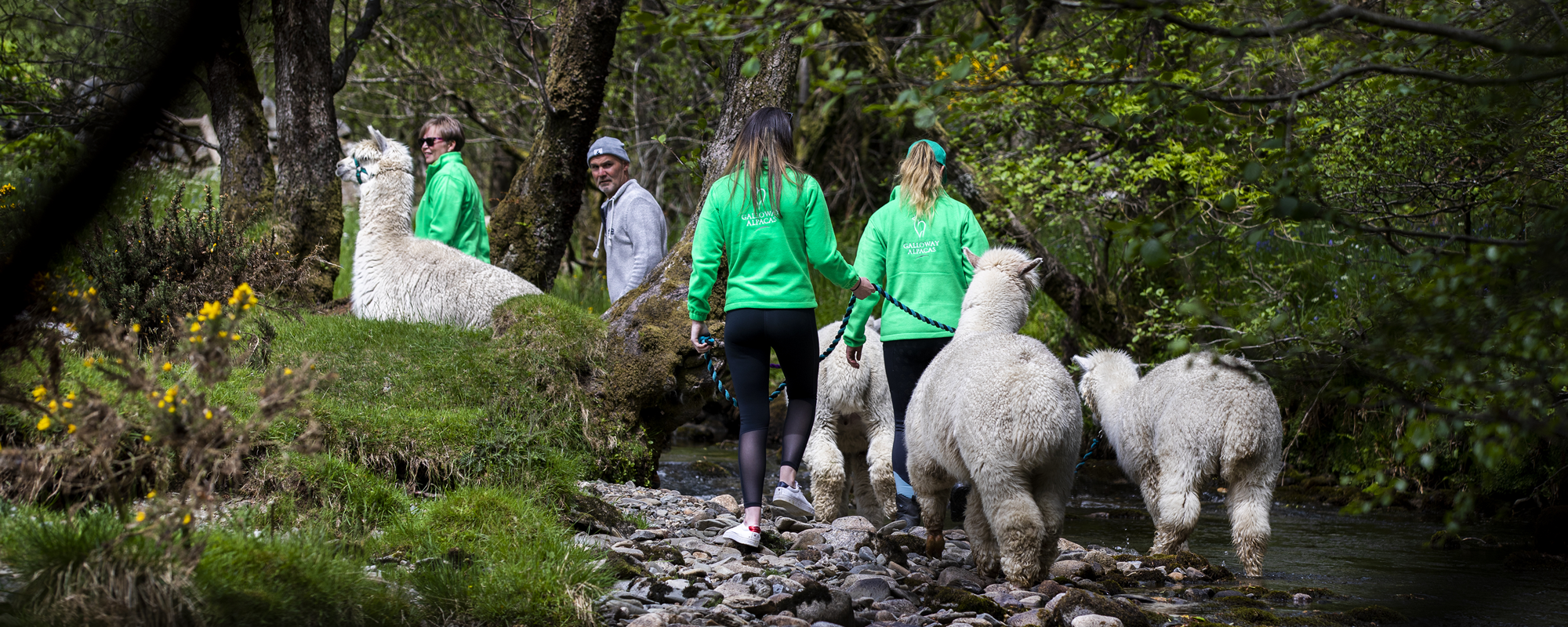 Alpaca trekking in Galloway, Scotland