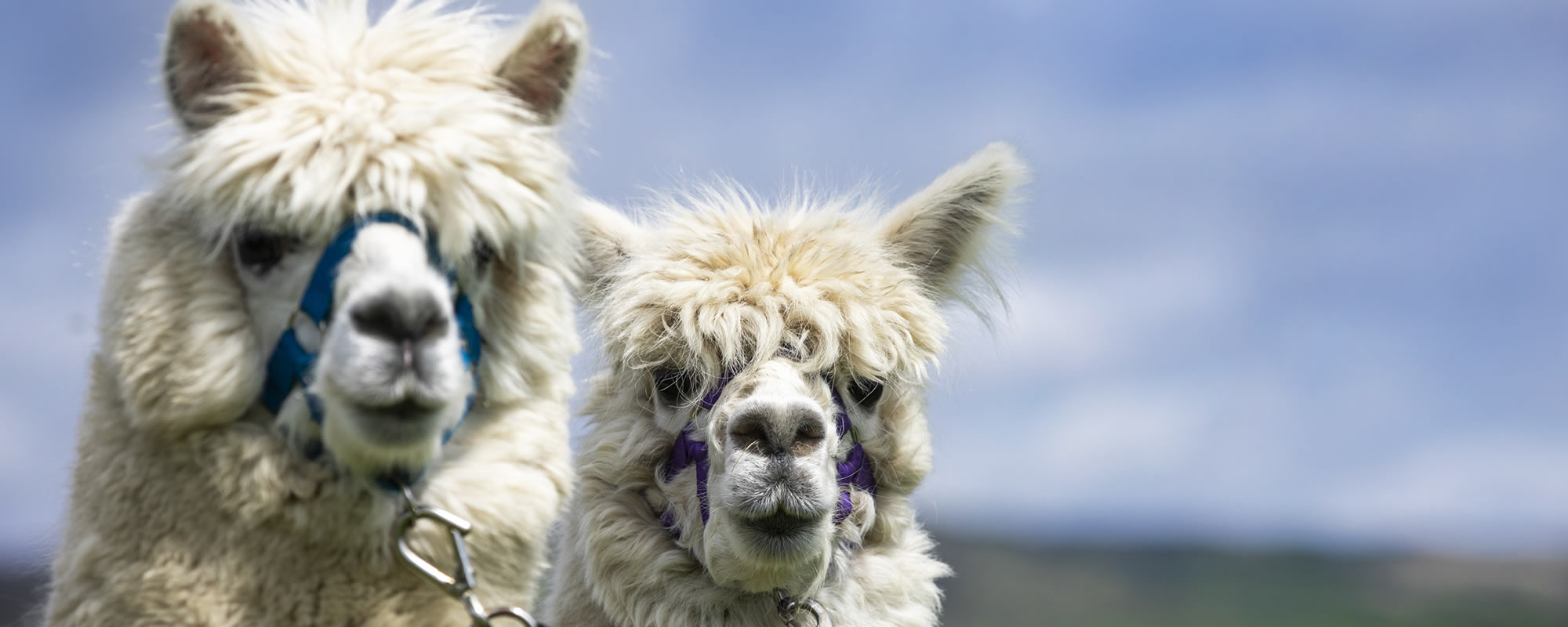 Alpaca trekking in Galloway, Scotland