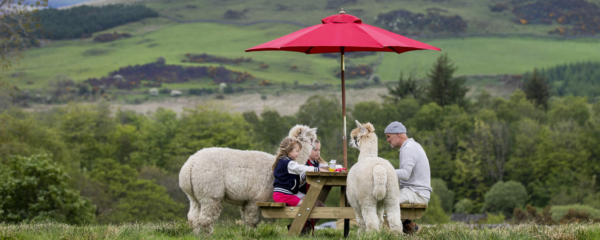 Alpaca trekking in Galloway, Scotland