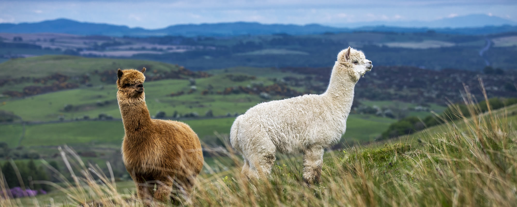 Alpaca trekking in Galloway, Scotland