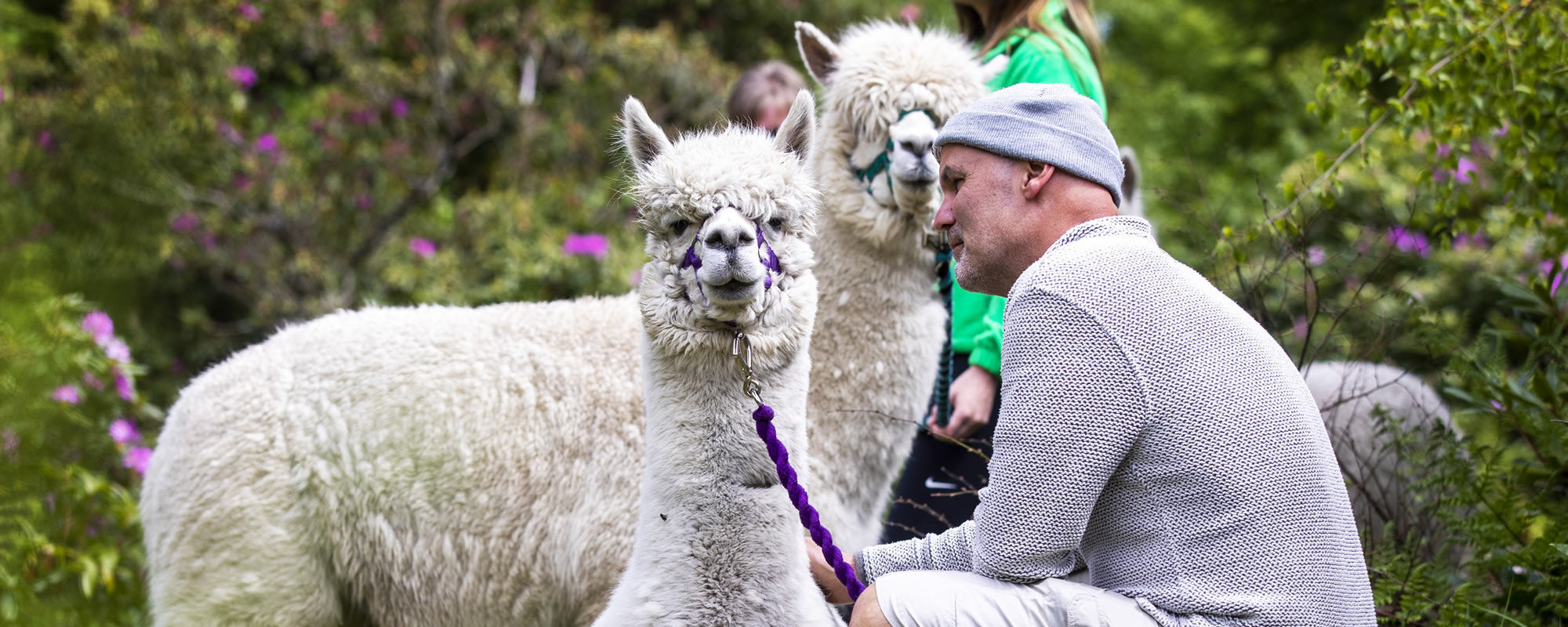 Alpaca trekking in Galloway, Scotland