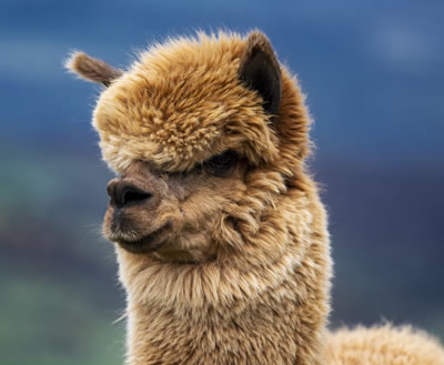 Alpaca Trekking in Scotland - This alpaca is Amaru