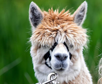 Alpaca Trekking in Scotland - This alpaca is Chaz