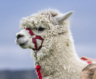 Alpaca Trekking in Scotland - This alpaca is Coco