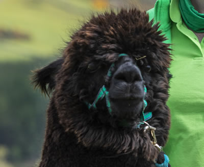 Alpaca Trekking in Scotland - This alpaca is Cusi