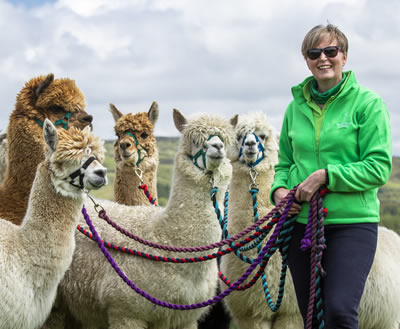 Alpaca Trekking in Scotland - This alpaca leader is Debbie