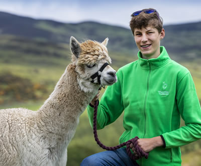Alpaca Trekking in Scotland - This alpaca leader is Fraser
