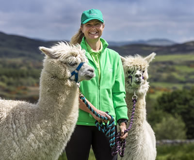 Alpaca Trekking in Scotland - This alpaca leader is Harriet 