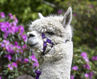 Alpaca Trekking in Scotland - This alpaca is Nanook