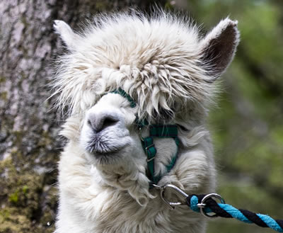 Alpaca Trekking in Scotland - This alpaca is Nicko