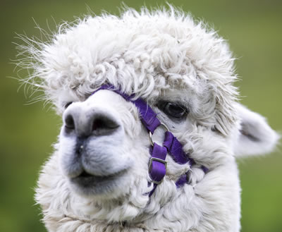 Alpaca Trekking in Scotland - This alpaca is Shah