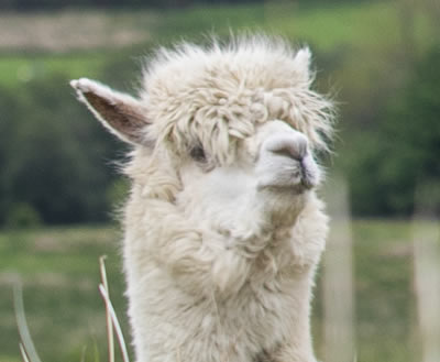 Alpaca Trekking in Scotland - This alpaca is Tex