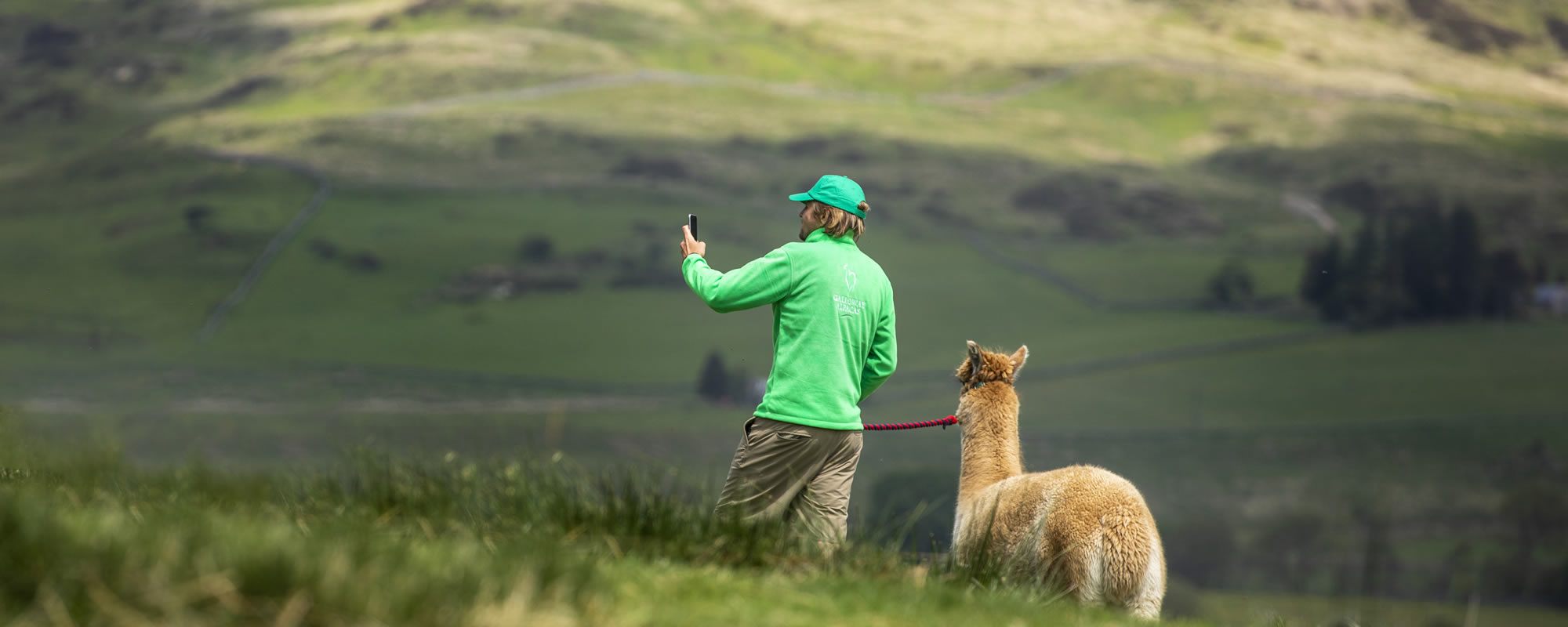 Alpaca walking in Galloway, Scotland with Galloway Alpacas