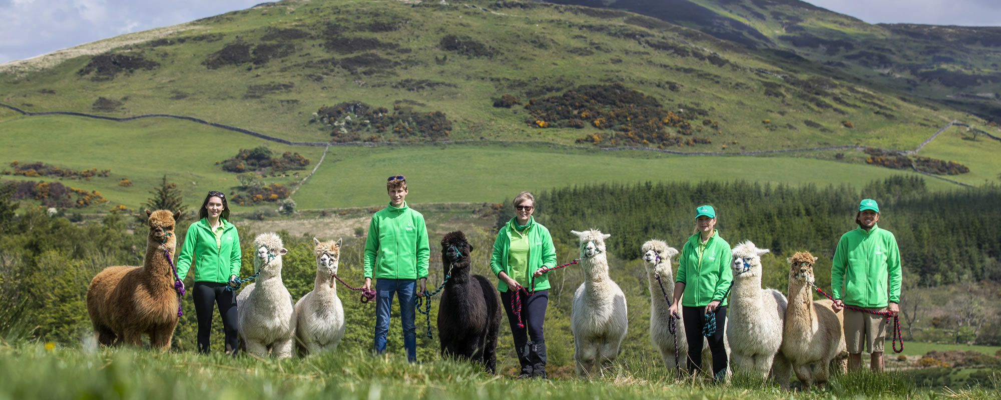 Alpaca walking in Galloway, Scotland with Galloway Alpacas