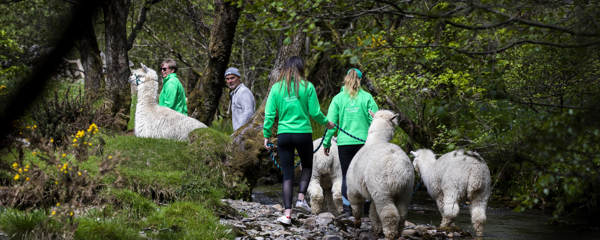 Alpaca walking in Galloway, Scotland with Galloway Alpacas