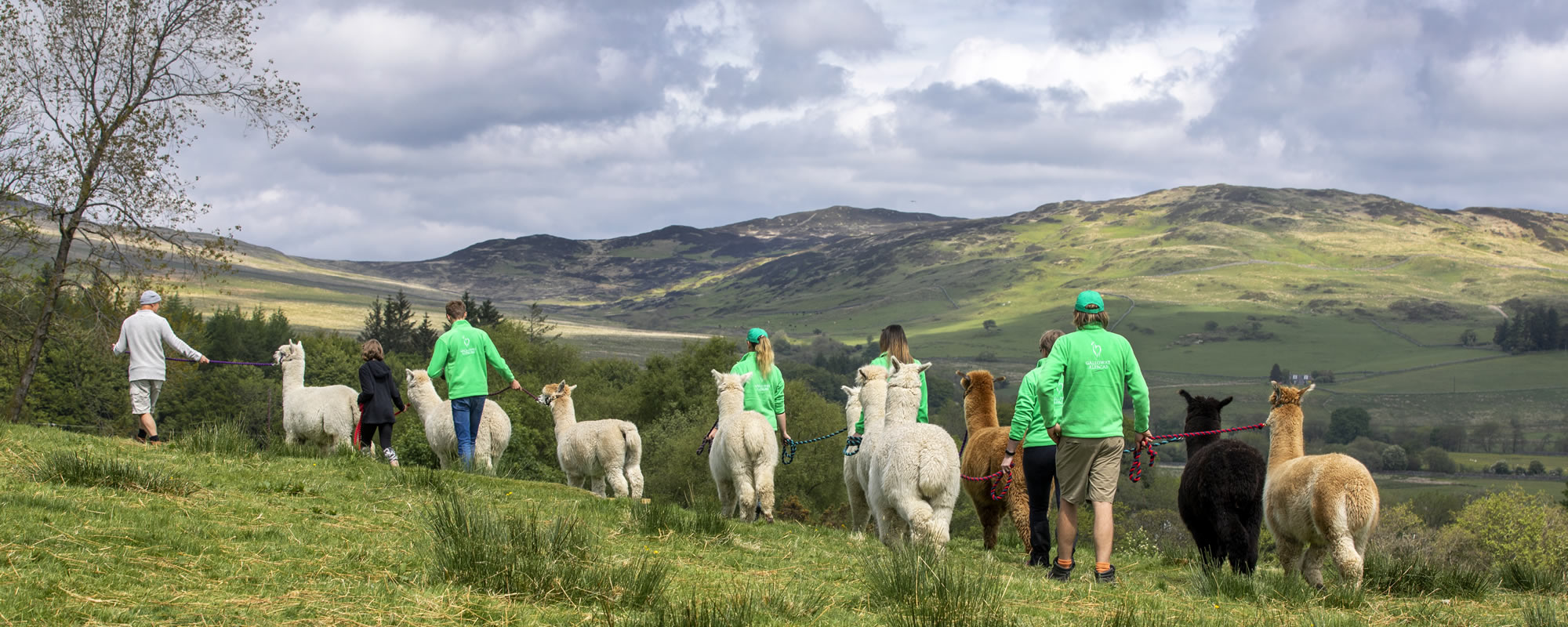 Alpaca walking in Galloway, Scotland with Galloway Alpacas