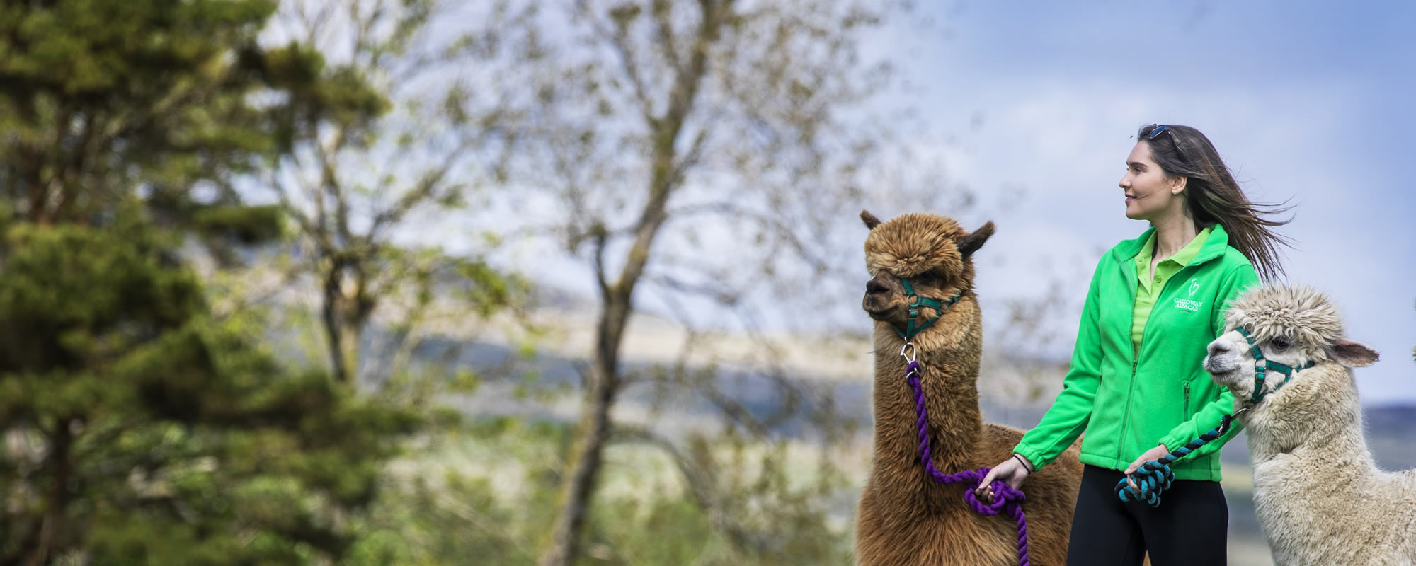 Alpaca walking in Galloway, Scotland with Galloway Alpacas